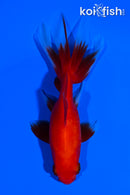 4.25" WATONAI GOLDFISH