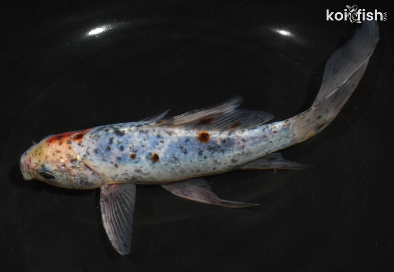 8" SHUBUNKIN GOLDFISH