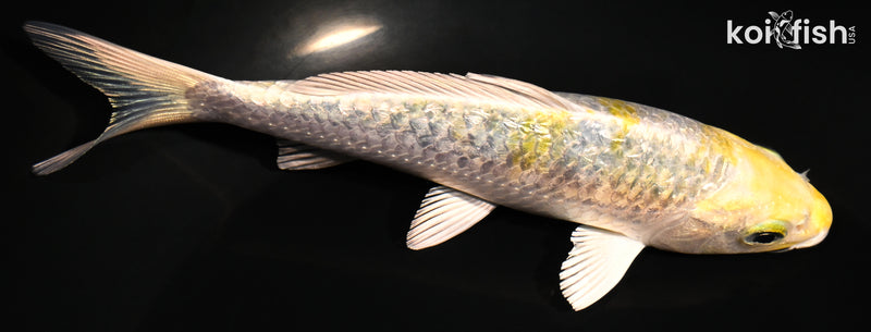 5.25" GINRIN KUJAKU
