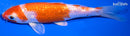 5.75" GINRIN HARIWAKE