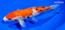 9.75" GINRIN SANKE