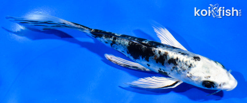 5.5" DOITSU GIN SHIRO BEKKO BUTTERFLY