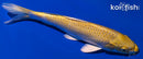 8" YAMABUKI OGON