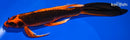 9.5" ORENJI MATSUBA BUTTERFLY