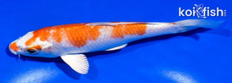 5.5" HARIWAKE