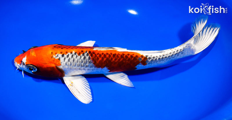 10.25" KUJAKU