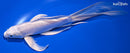 8.25" PLATINUM OGON BUTTERFLY
