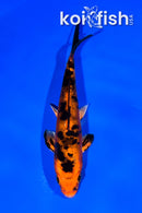 5.75" DOITSU KIN ORENJI BEKKO