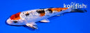5" GINRIN YAMATO NISHIKI