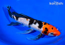 9.5" SANKE BUTTERFLY