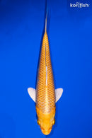 5.5" YAMABUKI OGON