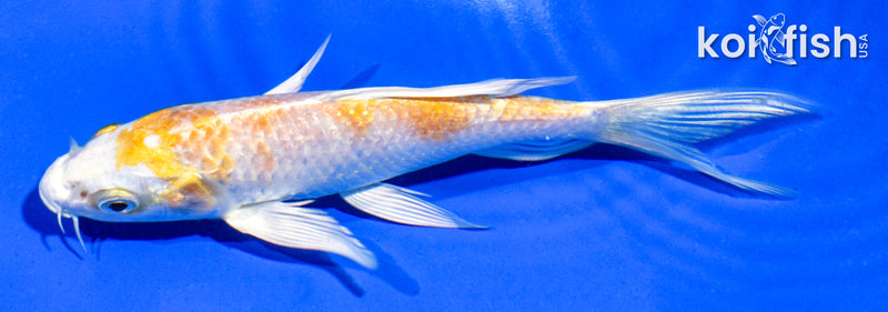 5" HARIIWAKE BUTTERFLY