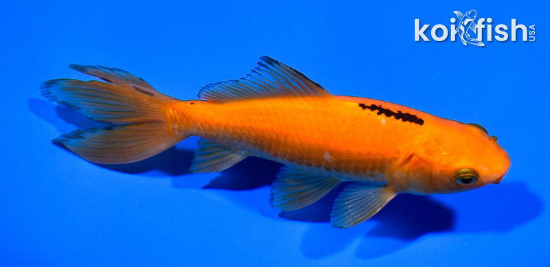 6" WAKIN GOLDFISH