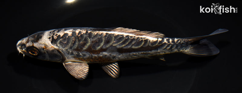 7.5" ARAGOKE BENI KIKOKURYU