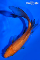 5.5" CHAGOI BUTTERFLY