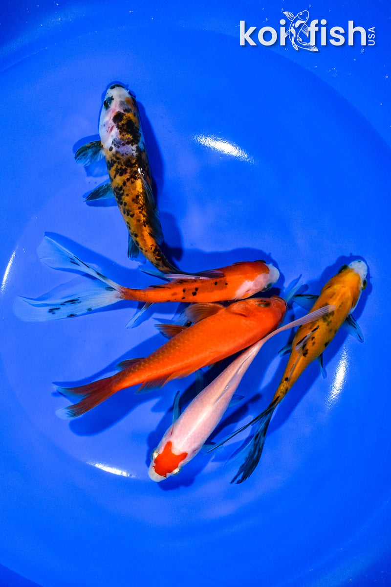 PACK OF (5) 4.75"-5" ASSORTED GOLDFISH