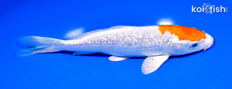 7" GINRIN HARIWAKE