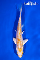 5" HARIWAKE