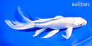 7.75" PLATINUM OGON BUTTERFLY