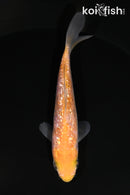 4" GINRIN OCHIBA SHIGURE