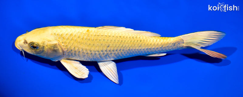 11" KI MATSUBA BUTTERFLY