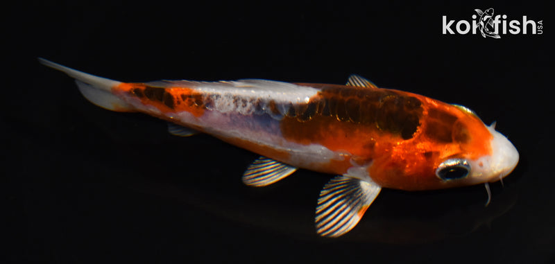 5" HI SHUSUI