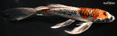 7.25" BENI KIKOKURYU BUTTERFLY