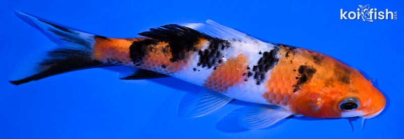 5.5" SANKE