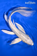 10" GIN MATSUBA BUTTERFLY