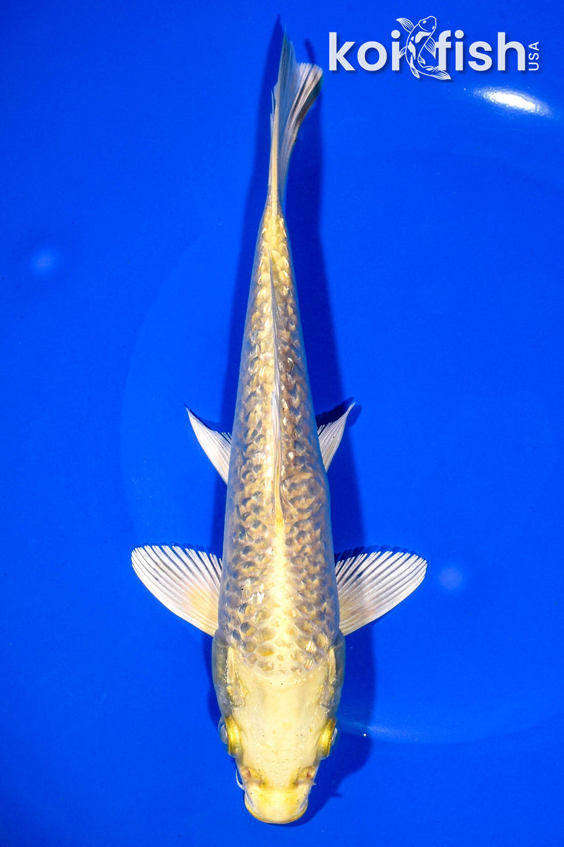 7.5" GINRIN YAMABUKI OGON