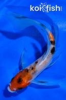 4.5" SANKE BUTTERFLY