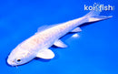 4" DOITSU PLATINUM OGON