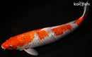 16" GINRIN GOSHIKI