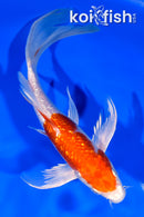 7.5" GINRIN HARIWAKE BUTTERFLY