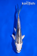 4.5" GIN MATSUBA