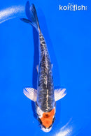 5.5" BENI KIKOKURYU