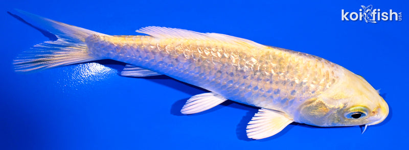 5" GINRIN YAMABUKI OGON