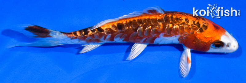 6" GINRIN DOITSU KUJAKU