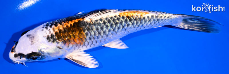 7.25" BENI GINGA