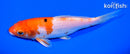 6.5" YAMATO NISHIKI