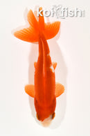4.5"WAKIN GOLDFISH