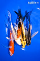PACK OF (5) 4.5-5.5" BUTTERFLY KOI