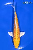 6.25" DOITSU LEMON HARIWAKE