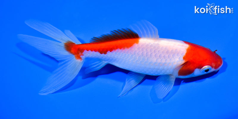 5.75" SARASA WATONAI GOLDFISH