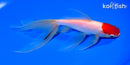 7" TANCHO WATONAI GOLDFISH