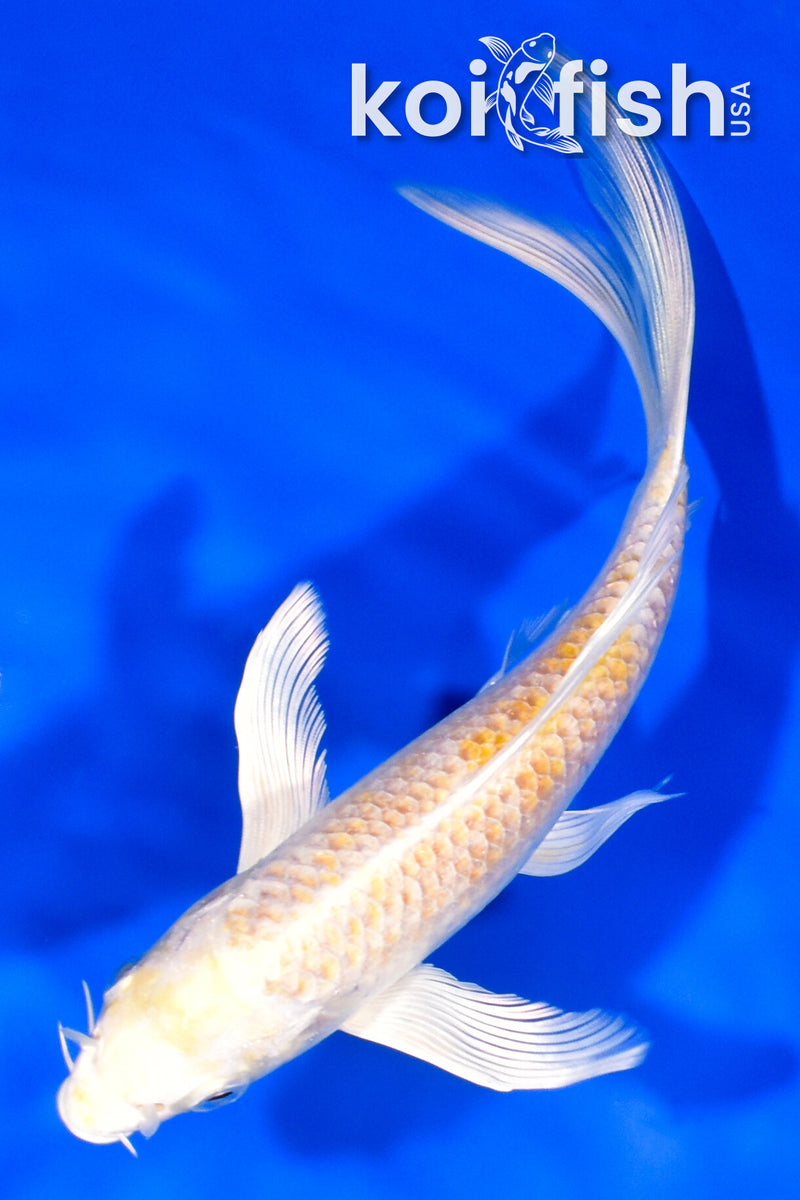 7.25" LEMON HARIWAKE BUTTERFLY