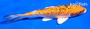 5.5" GINRIN YAMATO NISHIKI