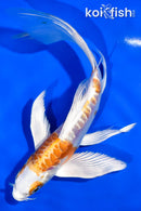 6" ARAGOKE HARIWAKE BUTTERFLY