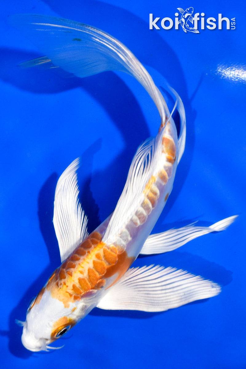 6" ARAGOKE HARIWAKE BUTTERFLY