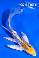 5.5" ARAGOKE HEISEI NISHIKI BUTTERFLY